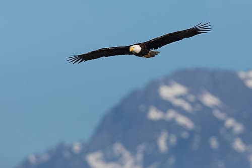 Bald eagle Photography Print